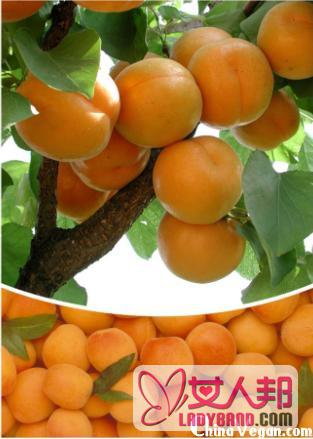 杏子的营养价值与食用功效