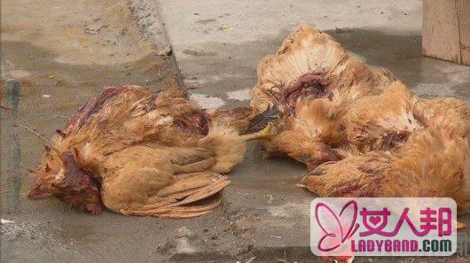 上海一周内近200只鸡鸭被咬死 凶手吸血不吃肉 凶手是谁？(图)