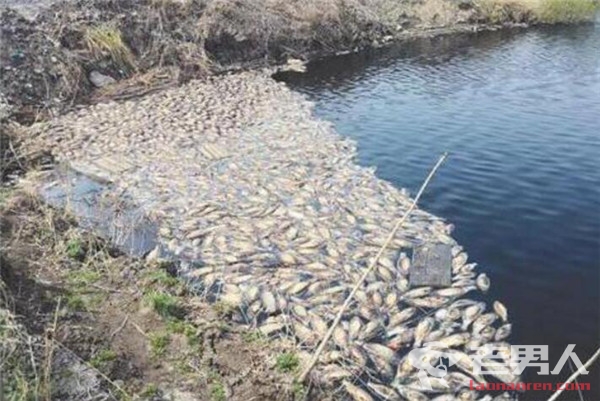 >哈尔滨两鱼塘变污水池 鱼大量死亡与水体有关