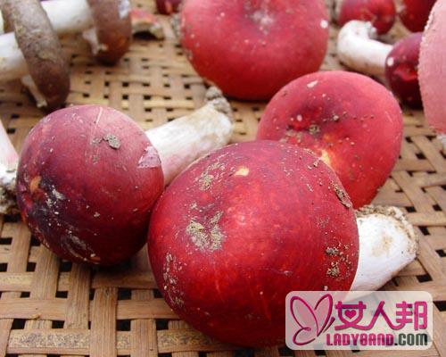 >孕妇可以吃红蘑菇吗 红蘑菇的功效与作用