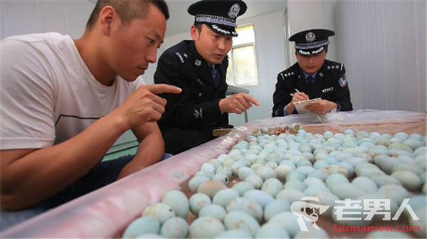 警方查获白鹭鸟蛋 嫌疑人已被警方抓获