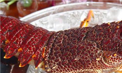 澳洲龙虾厂旺季 澳洲龙虾诠释海峡两岸“一家亲”