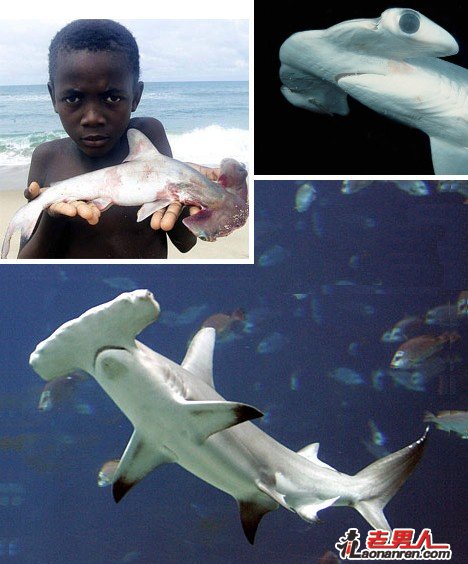 海洋里八大最奇特的鲨鱼【图】