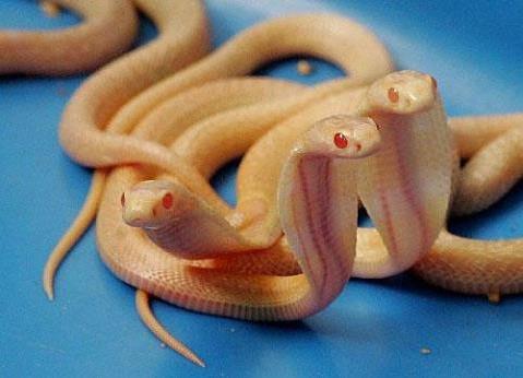 >世界上最大的蛇和最小的蛇分别是什么?蛇能活多长?蛇能听见声音吗?