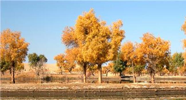 【新疆胡杨林在哪里】新疆最大的胡杨林保护区在哪里?