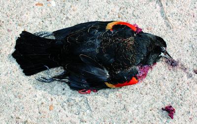 >[动物国际]鸟类为同类办葬礼 中止寻食并宣告风险警示