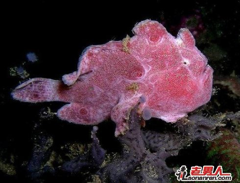>世界上最罕见的粉红色动物【组图】