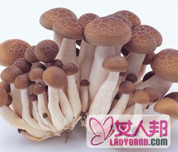 【蘑菇】蘑菇的做法大全_蘑菇怎么做好吃_蘑菇的功效与作用