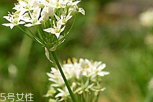 >韭菜花和韭菜的区别 韭菜花是韭菜长出来的花吗