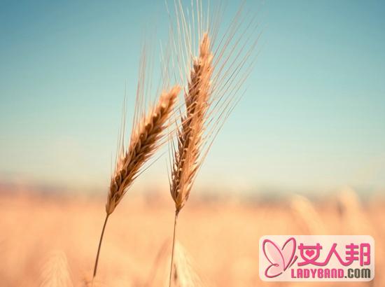 >小麦不能和什么一起吃 小麦有哪些食疗作用