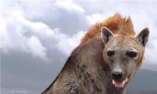 巨鬣狗多大 远古巨兽巨鬣狗体重高达800斤竟然是猫咪的远亲!