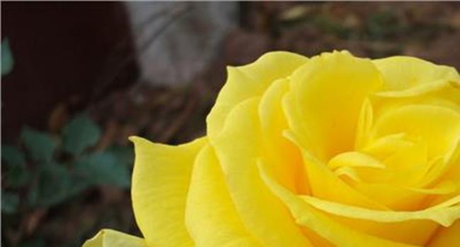 【黄玫瑰歌曲背后的故事】“南京·辛德贝格黄玫瑰”背后的人性之歌