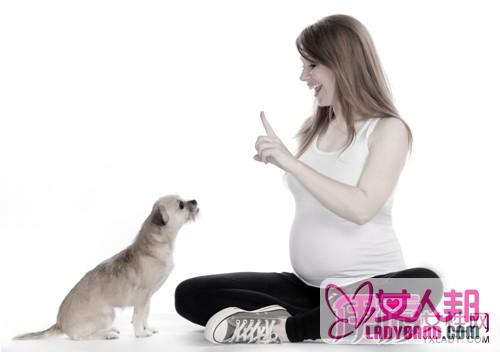 >怀孕不能养狗吗  揭秘怀孕养狗的隐患