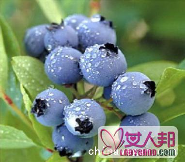 黄金浆果蓝莓的营养价值与食用功效