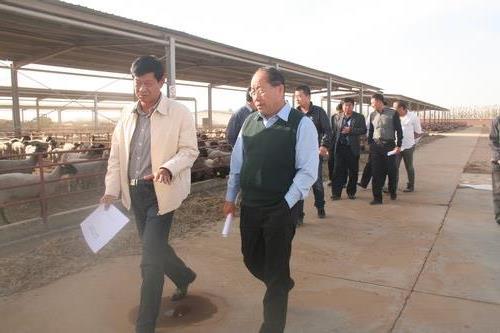 东达蒙古王集团就獭兔养殖产业基地到八团考察