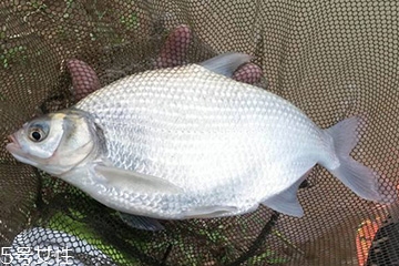 >鳊鱼是淡水鱼还是海鱼 鳊鱼不是海鱼