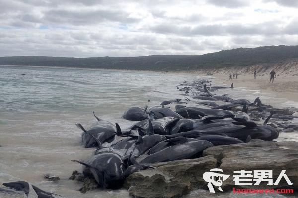 150头鲸海滩搁浅 大多数因搁浅时间太长已经死亡