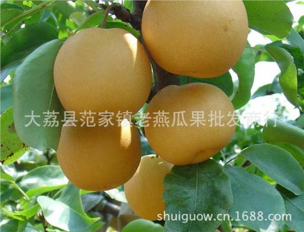 有若干个苹果和梨 中国加入世界苹果和梨协会 将提高陕西水果国际参与度