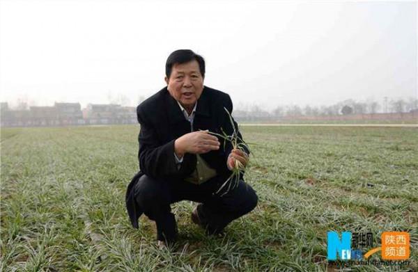 >王辉口琴 时代先锋:小麦育种专家王辉的口头禅和“密码本”