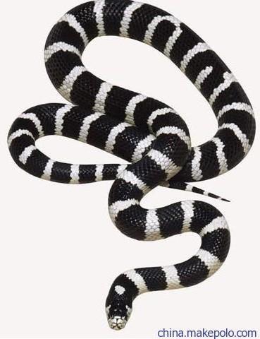 >银环蛇价格 银环蛇蛇毒有什么用 活草蛇泡酒多长时间