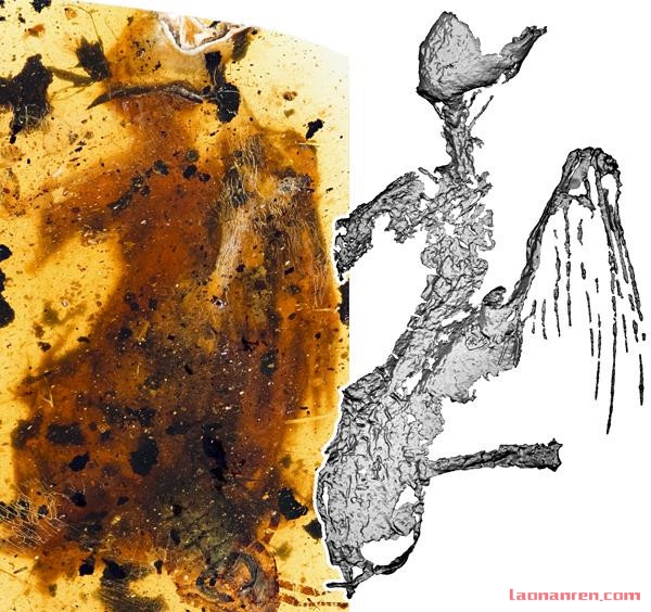 琥珀现最完整古鸟 保存至今约一亿年