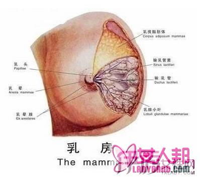 >乳腺小叶增生的治疗八大方法 及早了解健康最重要