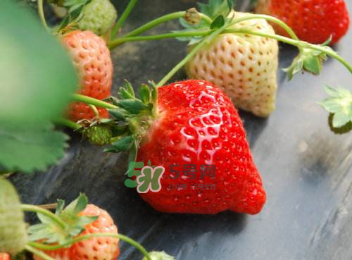 八月份还有草莓吗？8月份还有草莓吗？
