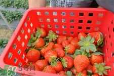 >草莓正常什么颜色？怎样辨别染色草莓？
