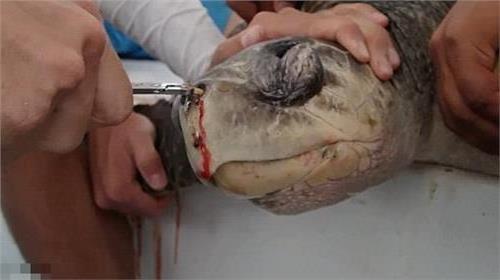 >海龟鼻中拔出12厘米超长吸管