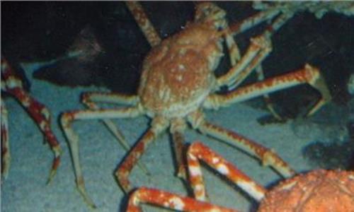 巨型蜘蛛蟹 深海怪异生物:巨型蜘蛛蟹最长可达4米(组图)