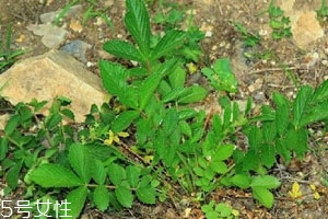 千根草怎么用 吃法推荐