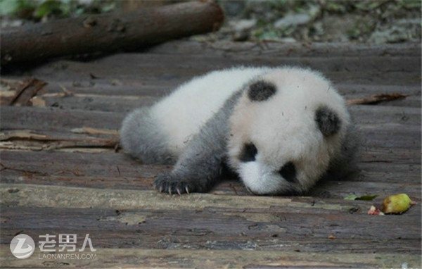 >游客食物砸醒熊猫 熊宝宝一脸委屈让人心疼