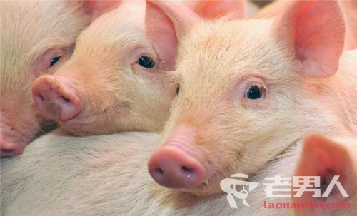 >北京房山区发生非洲猪瘟疫情 共死亡86头生猪