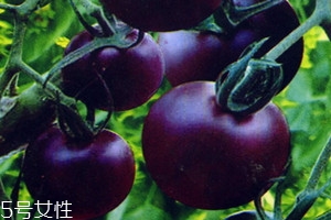 >紫番茄是转基因的吗 紫番茄是怎么来的