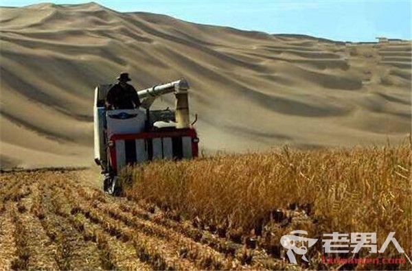 沙漠种植水稻成功 袁隆平：每亩500公斤是理想