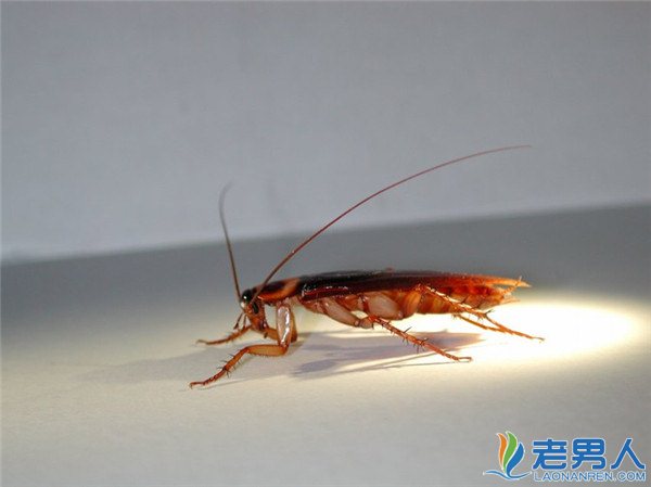 >小强太猖狂怎么办 一块肥皂帮你轻松搞定