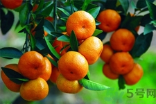 吃橘子会胖吗？晚上吃橘子会胖吗？