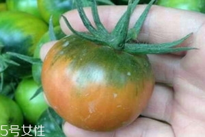 草莓柿子多少钱一斤 草莓柿子功效与作用