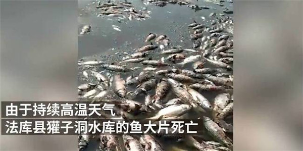 沈阳水库高温鱼被热死 3万斤鱼积尸水塘臭味难闻
