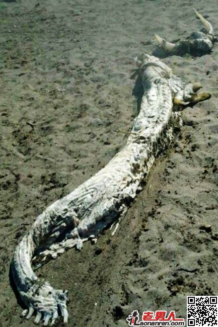 西班牙海滩现怪兽死尸 头长犄角超凶猛【图】