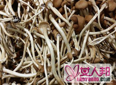 茶树菇的功效与作用 吃茶树菇能抗癌防癌