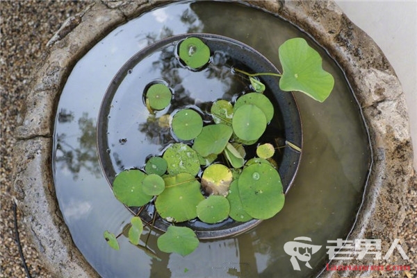 震惊！宋朝莲子沉睡千年后复活（高清组图）