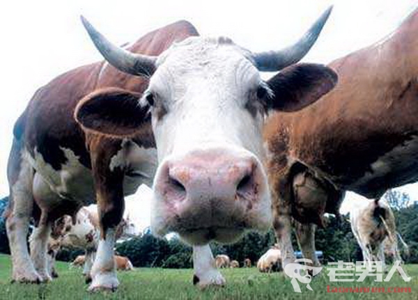 英国农场发现一例疯牛病 食品标准局确认该病例属于孤立案例