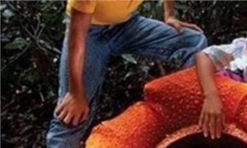 大王花图片吃人图片 世界上最大的花 大王花直径1.4米能吃人(图片)