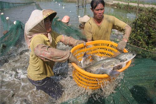 斗门白蕉海鲈养殖声名远播 中国海洋大学师生上门学习调研