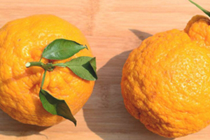 >丑橘和橘子的区别 丑橘是橘子吗