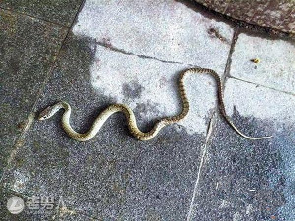 吓死！ 一觉醒来床边惊现一条1米长的蛇