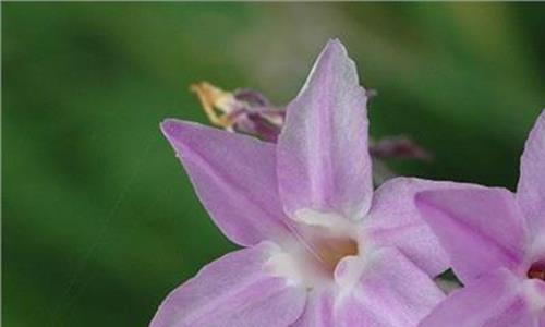 紫娇花的种植方法 紫娇花的养殖方法