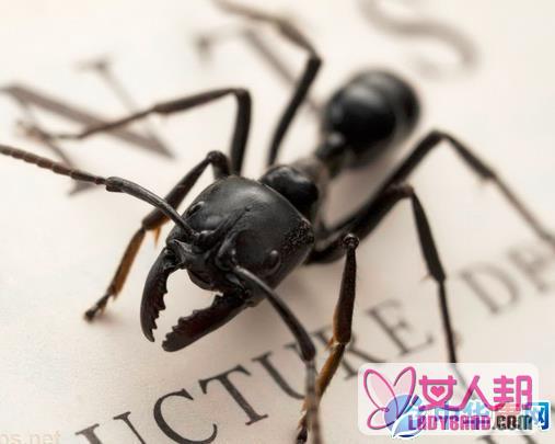 【黑蚂蚁的功效与作用】中药黑蚂蚁的功效与作用_黑蚂蚁的用法用量和禁忌注意
