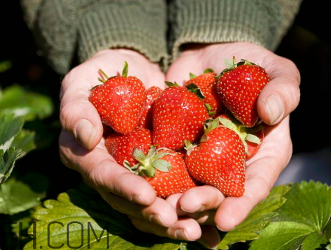 一个草莓多少克 一斤草莓多少个